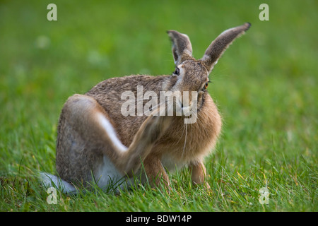 Marrone - Lepre (Lepre europea - leveret) / Lepus europaeus Foto Stock