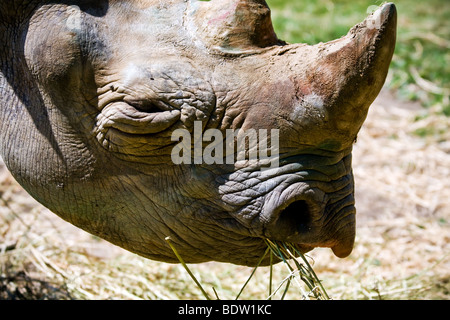 Rhino Port Lympne Wild Animal Safari Park Foto Stock