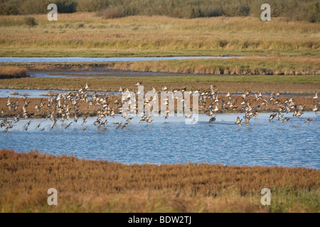 Pfeifenten, Europeo Wigeon - fischione (Anas penelope) Foto Stock