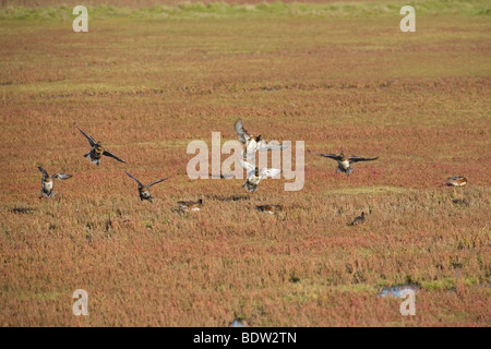 Pfeifenten, Europeo Wigeon - fischione (Anas penelope) Foto Stock