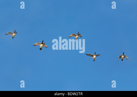 Pfeifenten, Europeo Wigeon - fischione (Anas penelope) Foto Stock