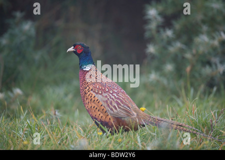 Jagdfasan - Maennchen Ruhekleid im / gioco di fagiano - maschio in abito invernale (Phasianus colchicus) Foto Stock