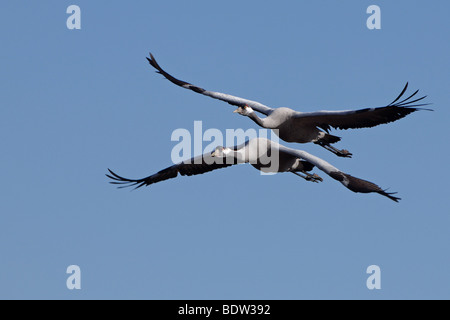 Fliegende Kraniche, battenti gru Foto Stock