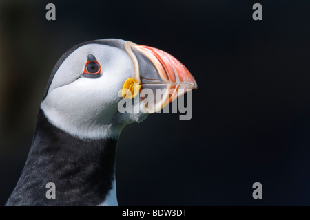 Atlantic puffin Fratercula arctica ritratto di estate adulto. La Scozia. Foto Stock