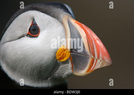 Atlantic puffin Fratercula arctica ritratto di estate adulto. La Scozia. Foto Stock