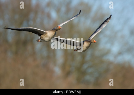 Twoi graylag oche in volo Foto Stock