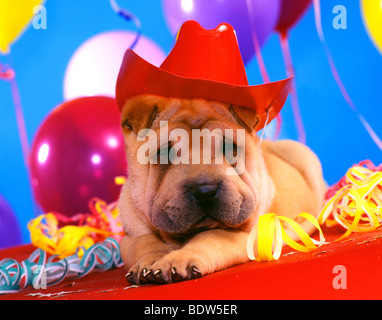 Shar Pei a parte Foto Stock