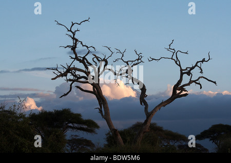 KENYA paesaggio al tramonto con alberi e il Monte Kilimanjaro in background. Amboseli National Park. Foto di Sean Sprague 2007 Foto Stock