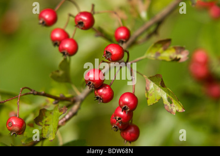 Rosso brillante biancospino bacche sull'arbusto nel mese di settembre Foto Stock