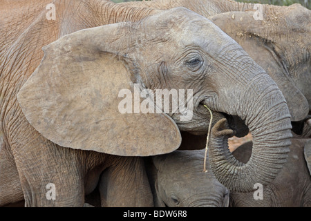 Elefante africano Loxodonta africana alimentazione nel Parco Nazionale di Addo, Sud Africa Foto Stock