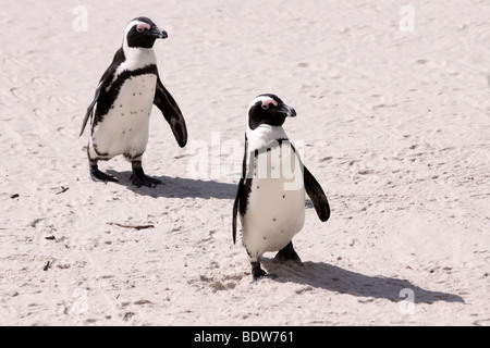 Coppia di Pinguini africani Spheniscus demersus camminando sulla Spiaggia Boulders, Simonstown, Sud Africa Foto Stock