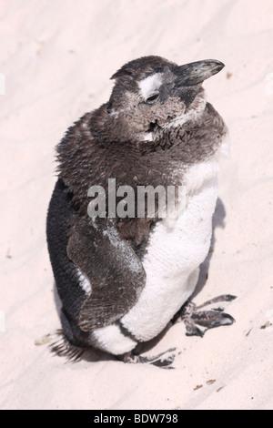 Juvenille pinguino africano Spheniscus demersus Moulting piume su Boulders Beach, Simonstown, Sud Africa Foto Stock