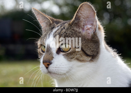 Tabby / White cat close up Foto Stock
