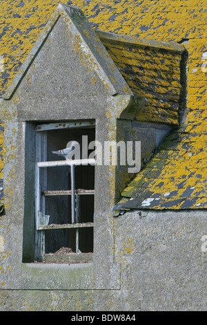 Rock colomba Columba livia nesting in casa in rovina sulla isola di South Uist, Western Isles, Scozia. Foto Stock