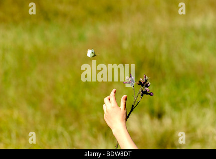 Le mani del bambino cercando di catturare butterfly Modrava Roklansky potok Sumava Parco Nazionale di Repubblica Ceca Foto Stock