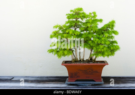 Un bonsai miniatura di una Golden Larice (Pseudolarix amabilis) tree in esposizione presso il National Arboretum di Washington DC. Foto Stock