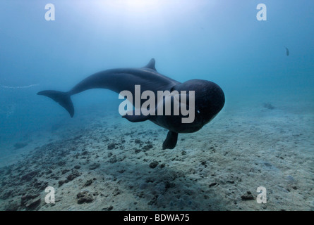 Falso Killer Whale (Pseudorca crassidens), piscina al di sopra del mare di sabbia letto, Subic Bay, Luzon, Filippine, sul Mare della Cina del Sud e del Pacifico Foto Stock