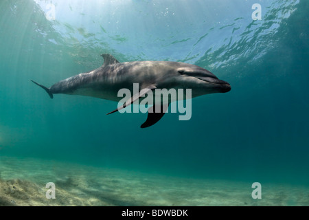 Falso Killer Whale (Pseudorca crassidens), piscina al di sopra del mare di sabbia letto, Subic Bay, Luzon, Filippine, sul Mare della Cina del Sud e del Pacifico Foto Stock