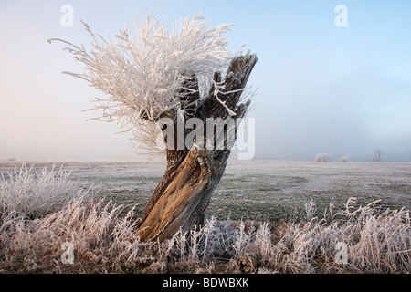 Pollarded Hoarfrosted willow, Naturschutzgebiet Wuemmewiesen riserva naturale, Brema, Germania, Europa Foto Stock