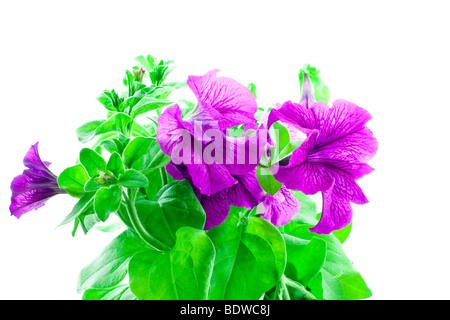 Luminose petunia viola su sfondo bianco Foto Stock