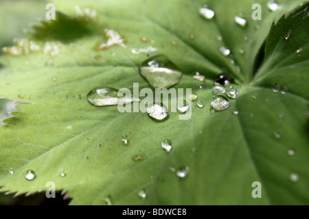 Gocce di acqua su una foglia Foto Stock