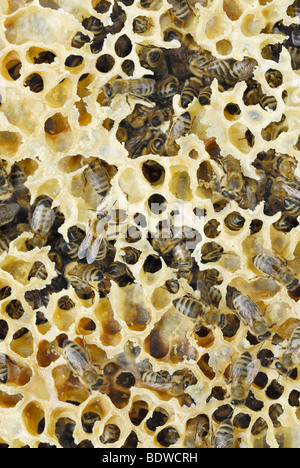 Cera naturale favi con miele api (Apis mellifera) Foto Stock