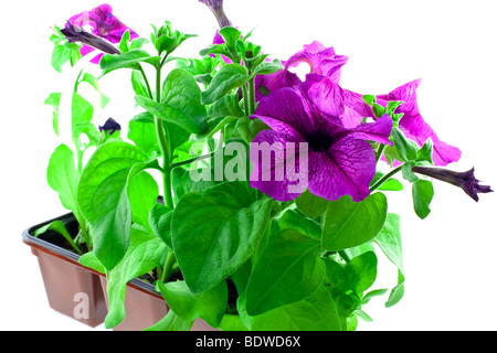 Luminose petunia viola in vasi di plastica su sfondo bianco Foto Stock