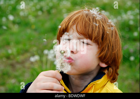 Ragazzo soffia un blowball (Taraxacum sez. ruderalia) Foto Stock