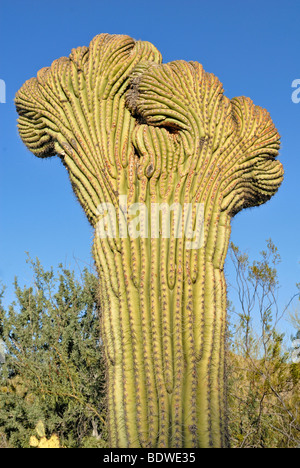 Crested cactus Saguaro (Carnegiea gigantea), molto rare abitudine, Arizona Sonora Desert Museum, il Parco nazionale del Saguaro West, Tucson, Foto Stock