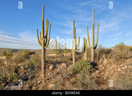 Cactus Saguaro (Carnegiea gigantea), stato di Catalina Park, Tucson, Arizona, Stati Uniti d'America Foto Stock