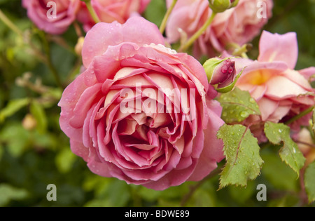 Close up della doppia rosa rosa / rosa bloom ricoperto di gocce di pioggia dopo la pioggia Foto Stock