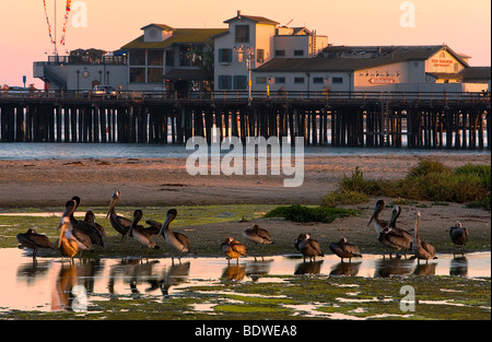 Pellicani, gabbiani e altri uccelli di mare mangiare lungo un estuario vicino al Santa Barbara Wharf, Santa Barbara, California, Stati Uniti d'America. Foto Stock