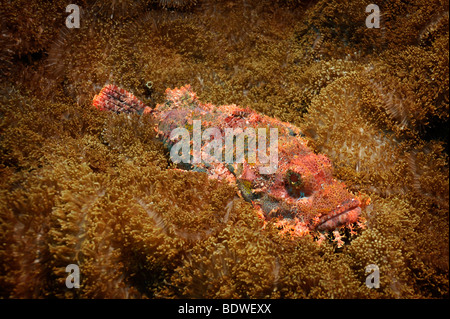 Tassled Scorfani (Scorpaenopsis oxycephala) in Amed, Bali, Indonesia, sud-est asiatico Foto Stock