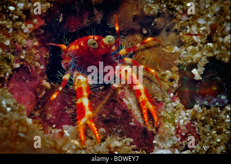 Nastrare il corallo gamberetti (Stenopus hispidus) Foto Stock