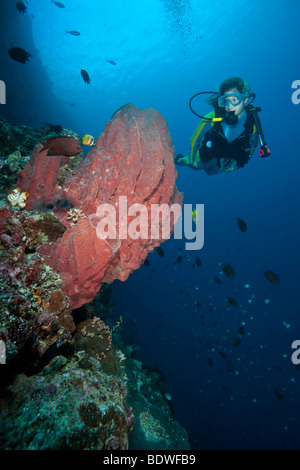 Sommozzatore guardando un barile spugna (Xestospongia "testudinaria), Indonesia Foto Stock