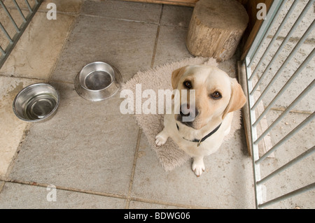 Giallo Labrador dog sitter in una fossa di scolo del cane Foto Stock