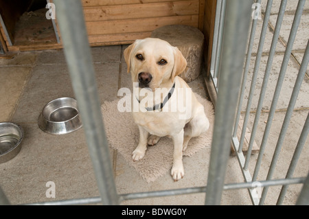 Il Labrador dog sitter in una fossa di scolo del cane Foto Stock