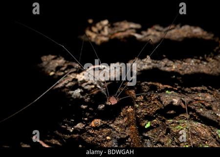 Harvestman, ordine Opiliones, nelle foreste pluviali montane della Costa Rica. Foto Stock