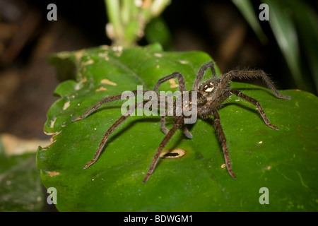 Il ragno tropicale. Fotografato in Costa Rica. Foto Stock