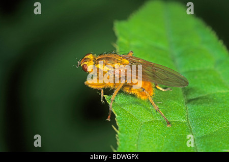 Comune di sterco di giallo fly (Scatophaga stercoraria) Foto Stock