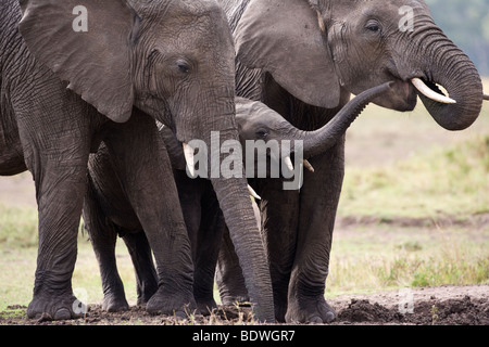 Carino piccolo bambino elefante africano scherzosamente raggiunge il tronco fino a mamme a bocca aperta mentre ella ha il suo tronco nella sua bocca. Madre protettiva elephant Foto Stock