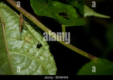 Planthopper tropicale nel cloud foreste di Monteverde in Costa Rica. Foto Stock