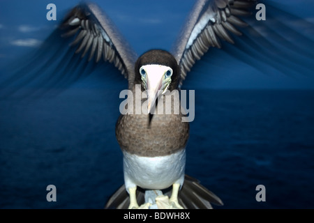 Brown booby, Sula leucogaster, di notte, San Pietro e San Paolo le rocce, Brasile, Oceano Atlantico Foto Stock