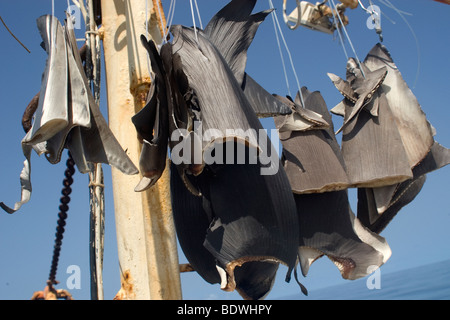 Le pinne di squalo essiccamento al sole su commerciale peschereccio, Brasile, Oceano Atlantico Foto Stock