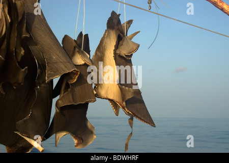 Le pinne di squalo essiccamento al sole su commerciale peschereccio, Brasile, Oceano Atlantico Foto Stock