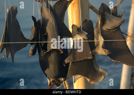 Le pinne di squalo essiccamento al sole su commerciale peschereccio, Brasile, Oceano Atlantico Foto Stock