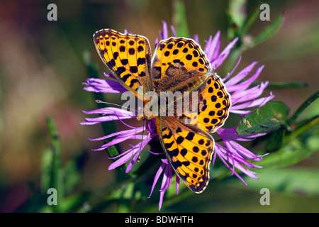 La regina di Spagna Fritillary (Issoria lathonia) seduto su una fioritura Fiordaliso marrone, Fiordaliso Brownray (Centaurea jacea) Foto Stock