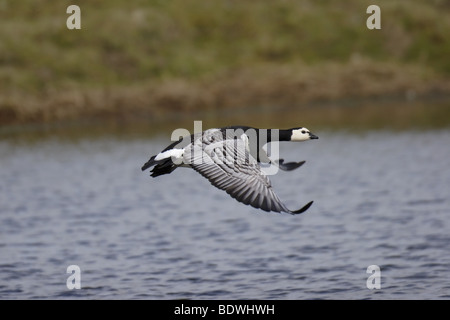 Nonnengans (Branta leucopsis) Barnacle Goose Foto Stock