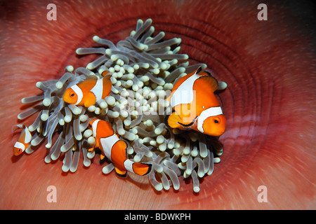 Tre Western clownfish (Amphiprion ocellaris) anemonefish, pesce, NEMO, anemone, (Heteractis mafnifica), Bali, isola, minore S Foto Stock