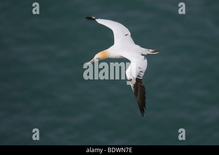 Northern gannet Morus bassanus adulto in volo. Foto Stock